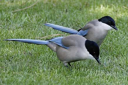 ������� ������ (Cyanopica cyana)