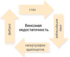 венозная недостаточность –> стаз –> отек интерстиция –> гипертрофия адипоцитов –> фиброз -> стаз