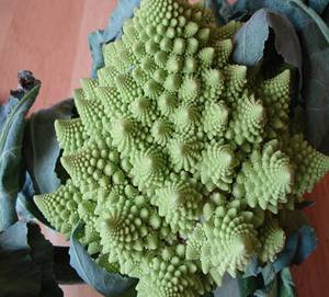 fractalkapusta.jpg