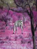 http://*****/images/attach/c/2/71/883/_All_sizes__Once_Upon_a_Time_in_Kenya__7___Flickr__Photo_Sharing.png