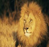 http://desigg.com/wp-content/uploads/2010/01/African-Wildlife-Photography-59.jpg