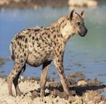 http://desigg.com/wp-content/uploads/2010/01/African-Wildlife-Photography-56.jpg