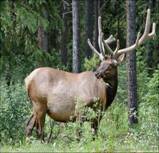 http://*****/images/animals/116.1.jpg