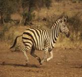 http://desigg.com/wp-content/uploads/2010/01/African-Wildlife-Photography-9.jpg