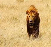 http://rsm.haber365.com/N/_25_nefes_kesen_afrika3.jpg