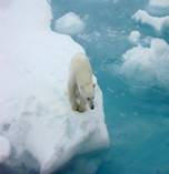 Arctic animals 5 &Acy;&rcy;&kcy;&tcy;&icy;&kcy;&acy;: &ZHcy;&icy;&vcy;&ocy;&tcy;&ncy;&ycy;&iecy; &Acy;&rcy;&kcy;&tcy;&icy;&kcy;&icy;