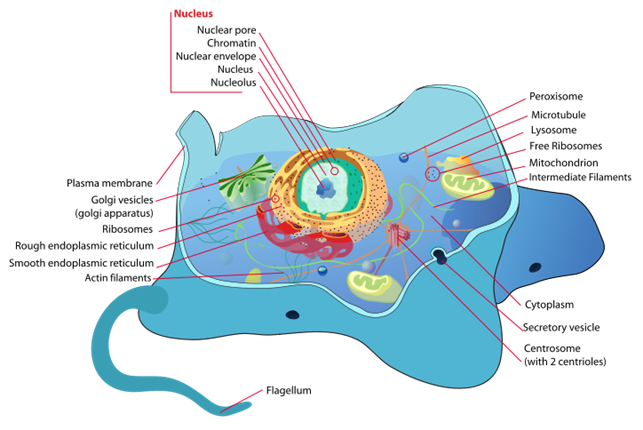 File:Animal cell structure en.svg