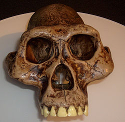 http://upload.wikimedia.org/wikipedia/commons/thumb/7/7d/Australopithecusafarensis_reconstruction.jpg/250px-Australopithecusafarensis_reconstruction.jpg
