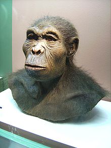 http://upload.wikimedia.org/wikipedia/commons/thumb/4/48/Homo_habilis.JPG/220px-Homo_habilis.JPG
