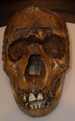http://upload.wikimedia.org/wikipedia/commons/thumb/4/41/Homo_ergaster2.jpg/250px-Homo_ergaster2.jpg