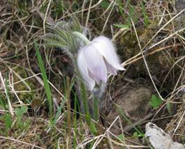 C:\Users\�����������\Pictures\800px-Pulsatilla_patens_IMG_3238.jpg