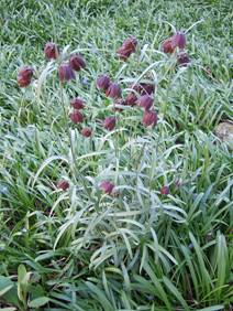 C:\Users\�����������\Pictures\������\450px-Fritillaria_ruthenica_1.jpg