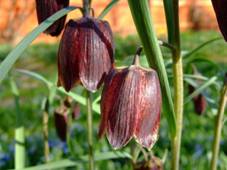C:\Users\�����������\Pictures\������\800px-Fritillaria_ruthenica_2.jpg
