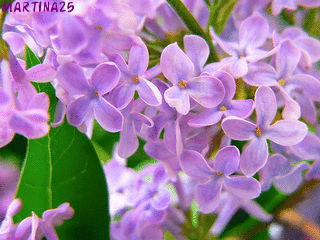 2 (320x240, 59Kb)