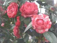 http://*****/ru/activity/molodeg/adler/polntext/i712.files/image032.jpg
