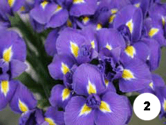 15x9_0005_2.gif