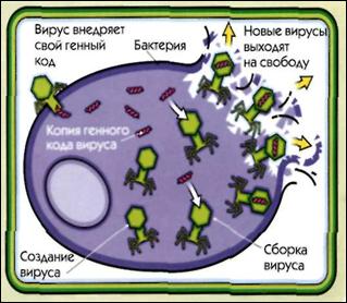 ��������: