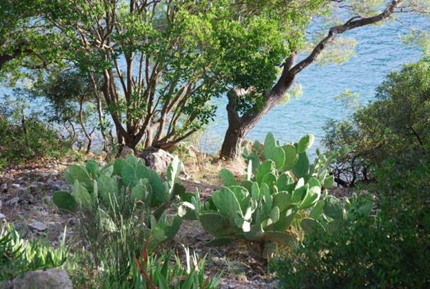 http://happyisland.weebly.com/uploads/3/4/7/5/3475550/4279954_orig.jpg