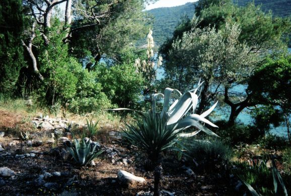 http://happyisland.weebly.com/uploads/3/4/7/5/3475550/1528744_orig.jpg