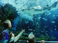 http://*****/images/stories/kirandulas/tropicarium.jpg