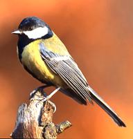 �����������:Parus major 4 (Marek Szczepanek).jpg
