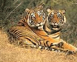 C:\Users\abc\Downloads\Ranthambhore.gif