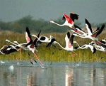 C:\Users\abc\Downloads\bharatpur.gif