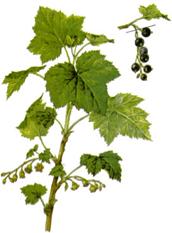 smorodina1.jpg"