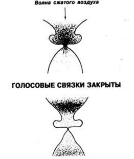 голосовые связки