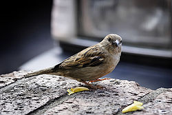 http://upload.wikimedia.org/wikipedia/commons/thumb/6/63/Sparrow_on_ledge.jpg/250px-Sparrow_on_ledge.jpg
