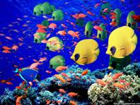 life-below-the-red-sea-egypt-fish-wallpapers.jpg