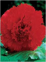 ������� ����������� Red 2 �����