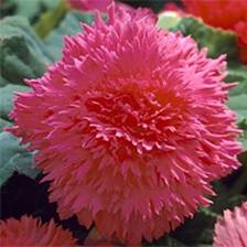������� ����������� Pink 2 �����