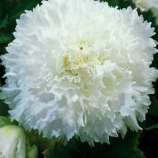 ������� ����������� White 2 �����