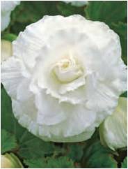 ������� �������� White 2 �����