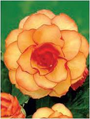 ������� �������� Picotee Yellow/Red 2 �����