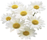 daisy02.gif