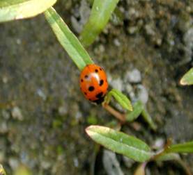 C:\Documents and Settings\Admin\Рабочий стол\coccinella_undecimpunctata1.jpg
