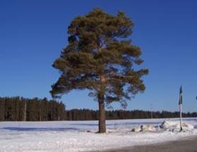 http://*****/content/innov_sc/info_t/images/titova16.jpg