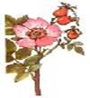 F:\��˨��� ������\��������� � �����\flower2.jpg