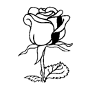 roza