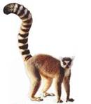 http://t0.gstatic.com/images?q=tbn:ANd9GcQ5tDcrcmenFdefDVnacBxXG2LqmG8BoNsNHWSyc9z3tsN7vGi1