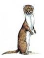 http://t0.gstatic.com/images?q=tbn:ANd9GcQRGgrBEPcqmcwt85sT87t58FpPE3OcDAn1l_zre8KNsaYaeP9T