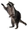 http://*****/fon/clipart/e/enot/enot04.jpg