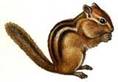 http://t1.gstatic.com/images?q=tbn:ANd9GcTsuS_xcCewmmIGxGTQ6wClmJ5amdaTMIPsSGBB1ejWv55VDLMiZQ