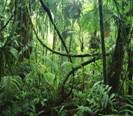 http://*****/mo/8/selva_dzhungli_tropicheskiy_les_derevya_liany_rasteniya_vlaga_priroda_prev.jpg