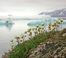 http://abc-24.info/uploads/posts/2012-11/_070614-plants-travel_big.jpg