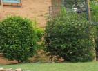 http://www.gradinamea.ro/_files/Image/articole/5/bushes_1.jpg