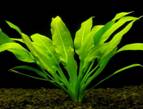 http://*****/picture/big/ehinodorus.jpg
