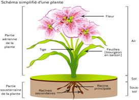 http://media.comprendrechoisir.com/public/image/schema_simplifie_d_une_plante-main.jpg